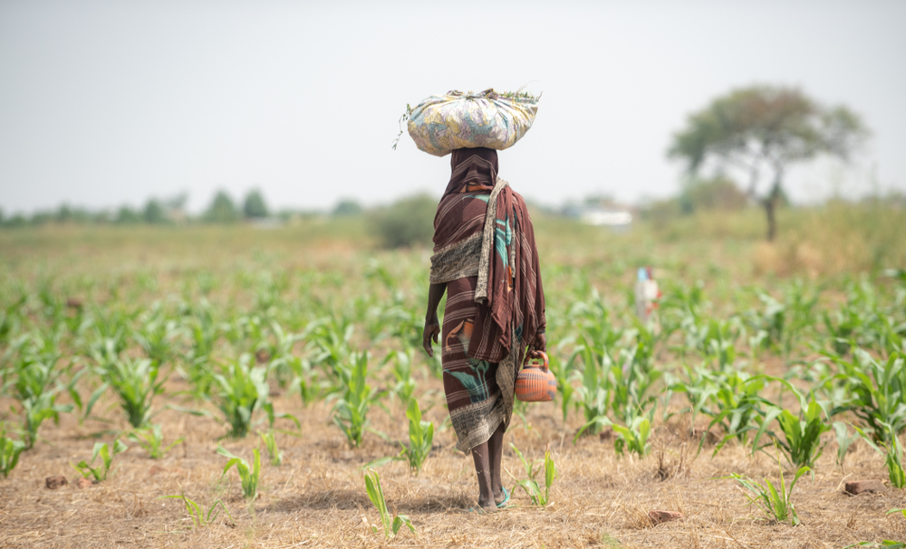 Fókuszpont 2024/17: Magyarország folytatja komplex projektjét a csádi menekült- és élelmezési válság enyhítésére